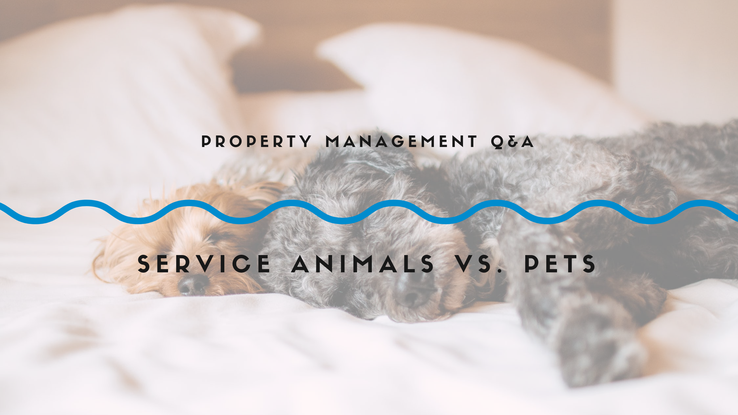 Cary Property Management Q&A: Service Animals vs. Pets in Rental Properties